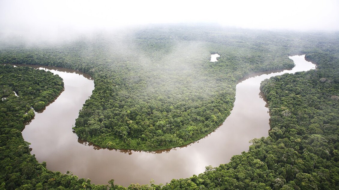 Campagna Wwf per Amazzonia, in 50 anni perso 20% foresta