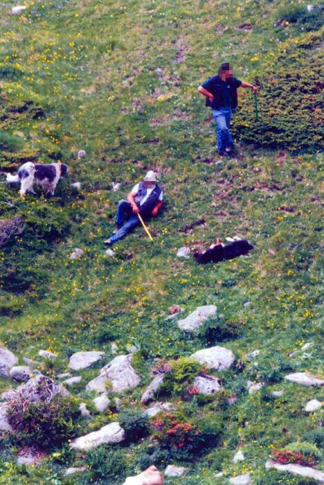 Cane ucciso a bastonate, turista documenta con foto © 